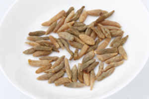 バクモンドウ（麦門冬）