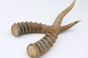 レイヨウカク（羚羊角）